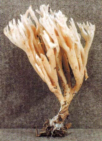 Ramaria gracilis
